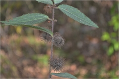Triumfetta pilosa